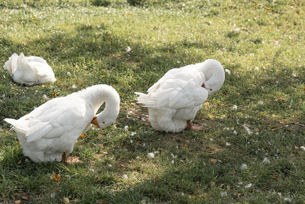 Photograph by Елена Март