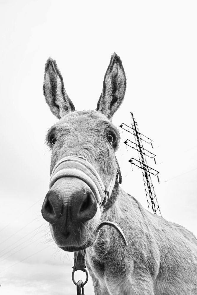 Photograph by Елена Март