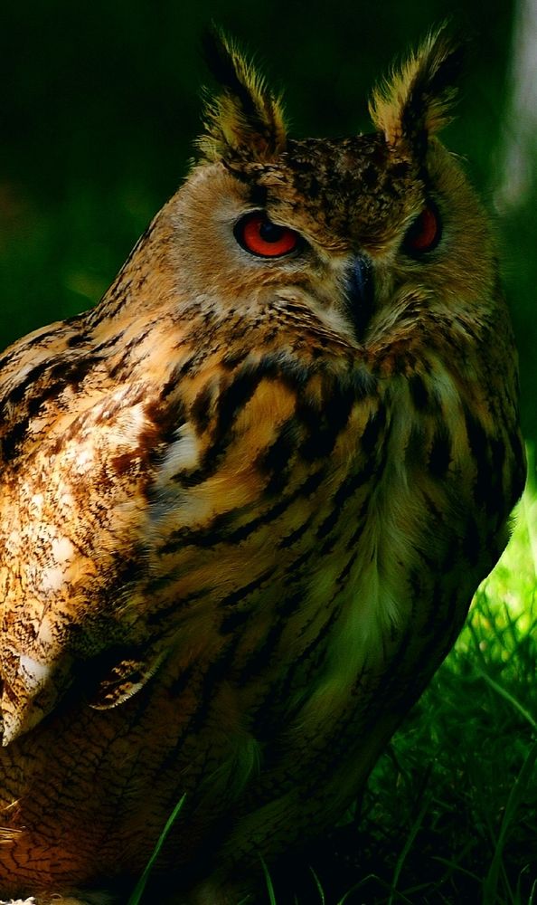 Фотография автора Hvabek Kim