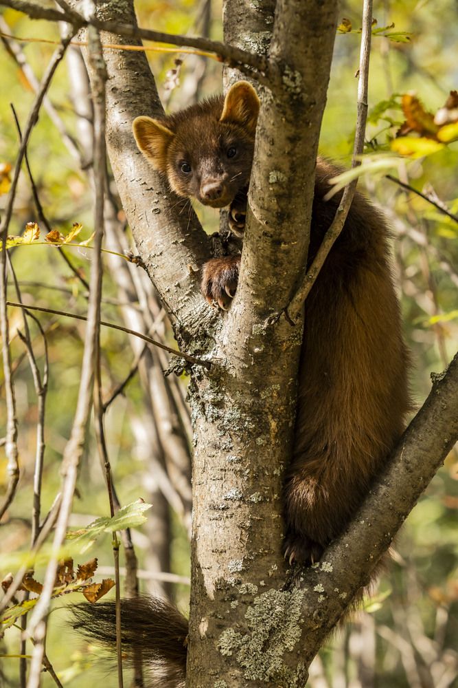 Photograph by Елена Перминова