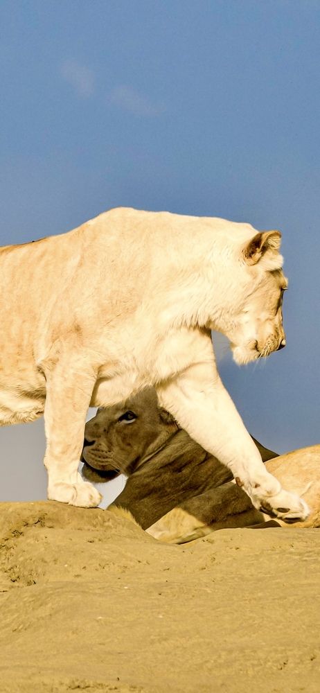 Фотография автора Sarrah Yehia