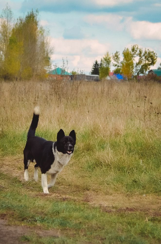 Муха на прогулке