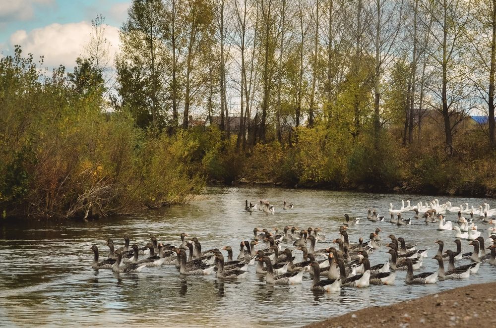 Гуси на реке Ашкадар