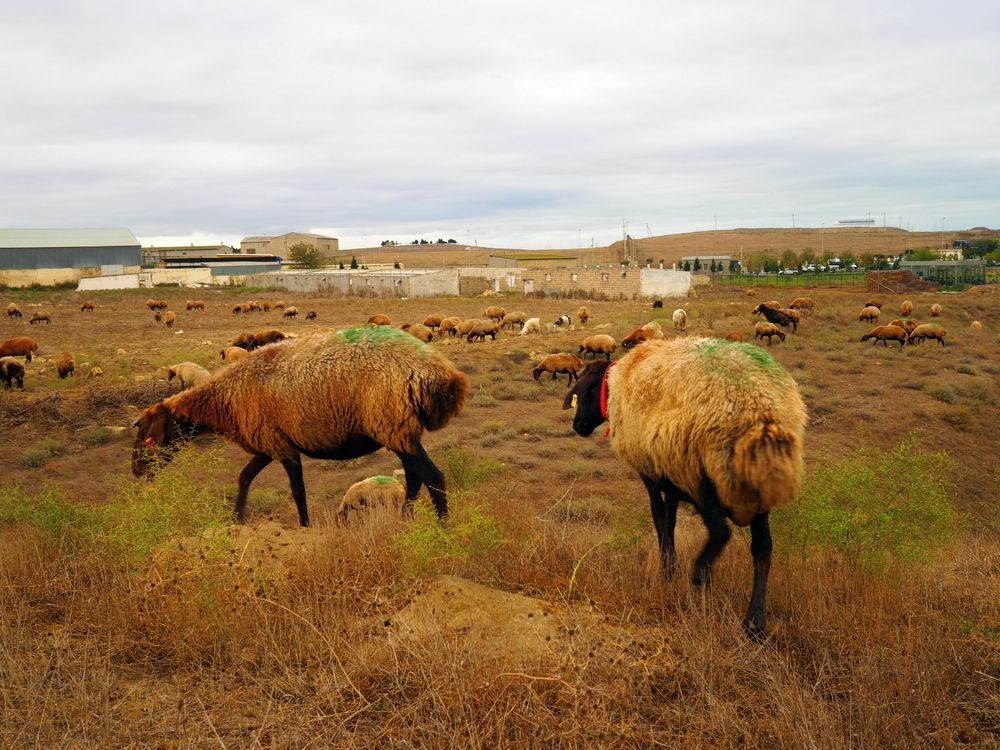 Photograph by ANDREY PERESHEIN