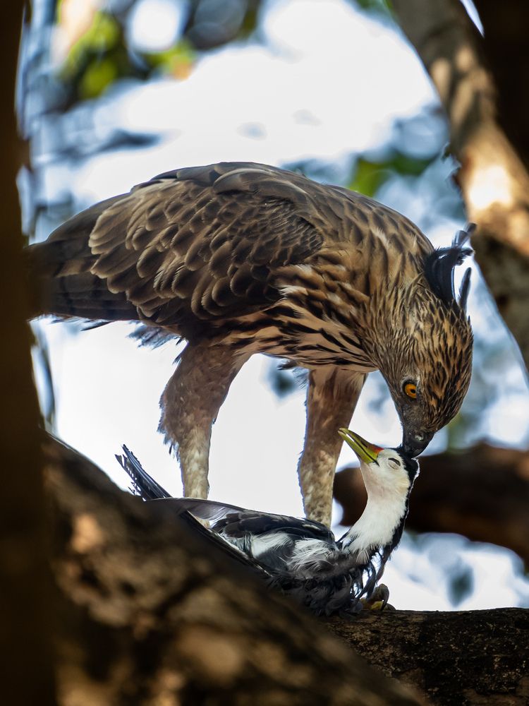 Фотография автора Sk Siddique Ali