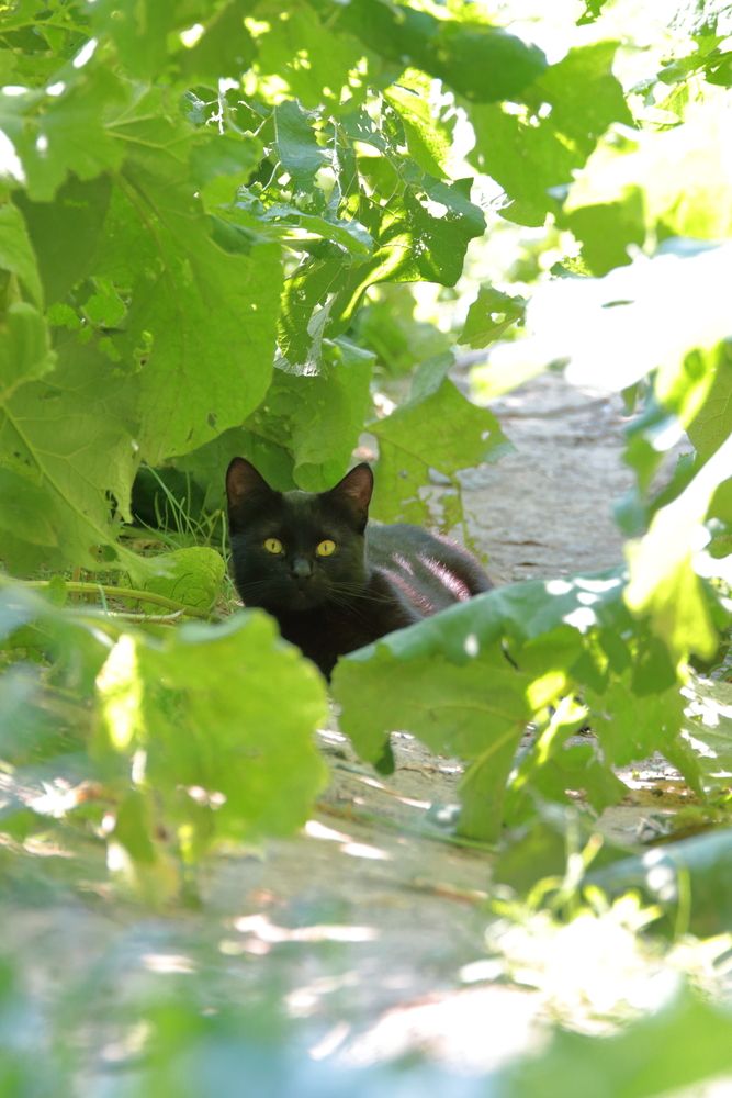 Фотография автора Александр Катацумури