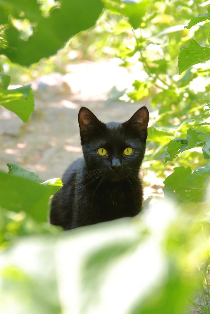 Фотография автора Александр Катацумури