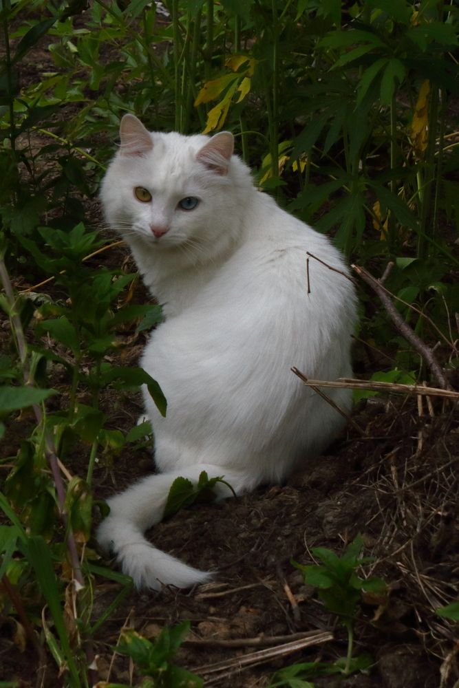 Фотография автора Александр Катацумури