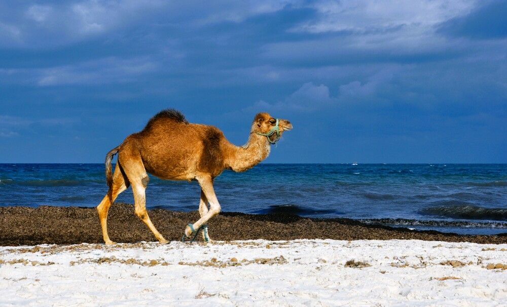 На берегу моря. Сканес