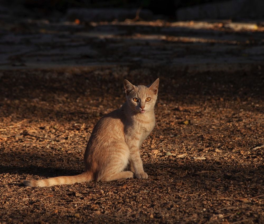 Фотография автора Galina Sa
