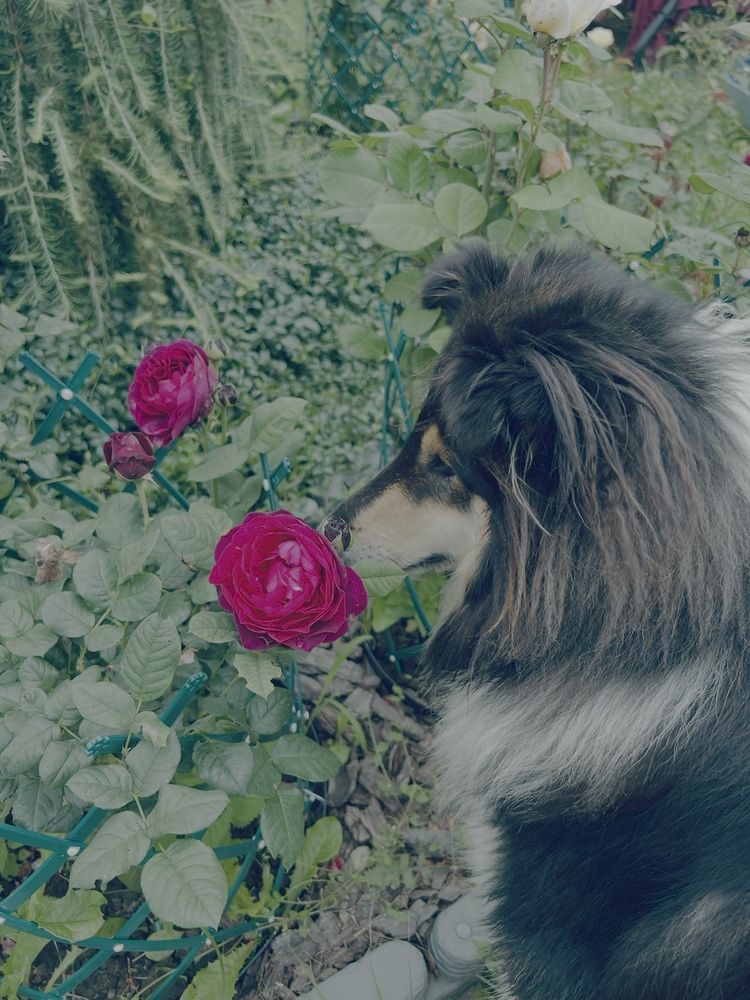 Photograph by Kira Ko