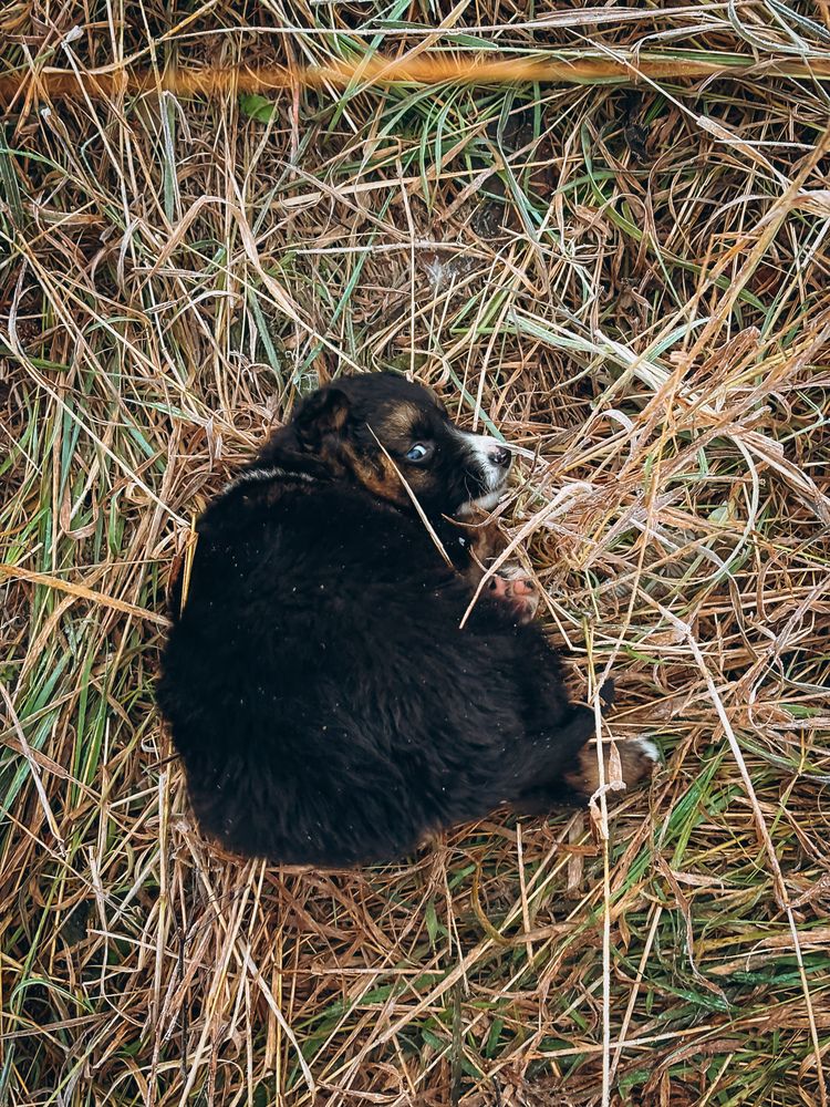 Photograph by Алёна Горошко