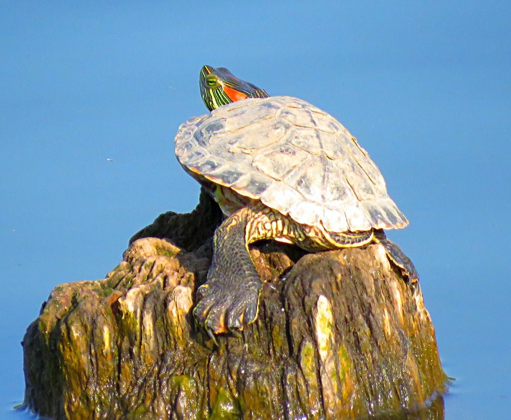 Photograph by Галина Пименова