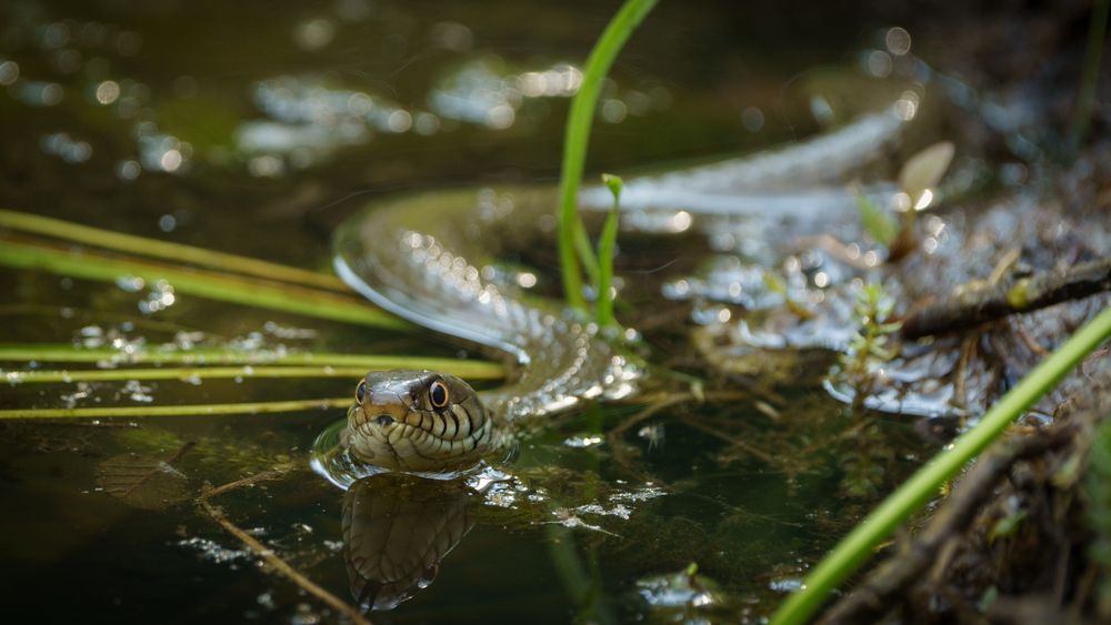 Photograph by Emanuele Zucchi