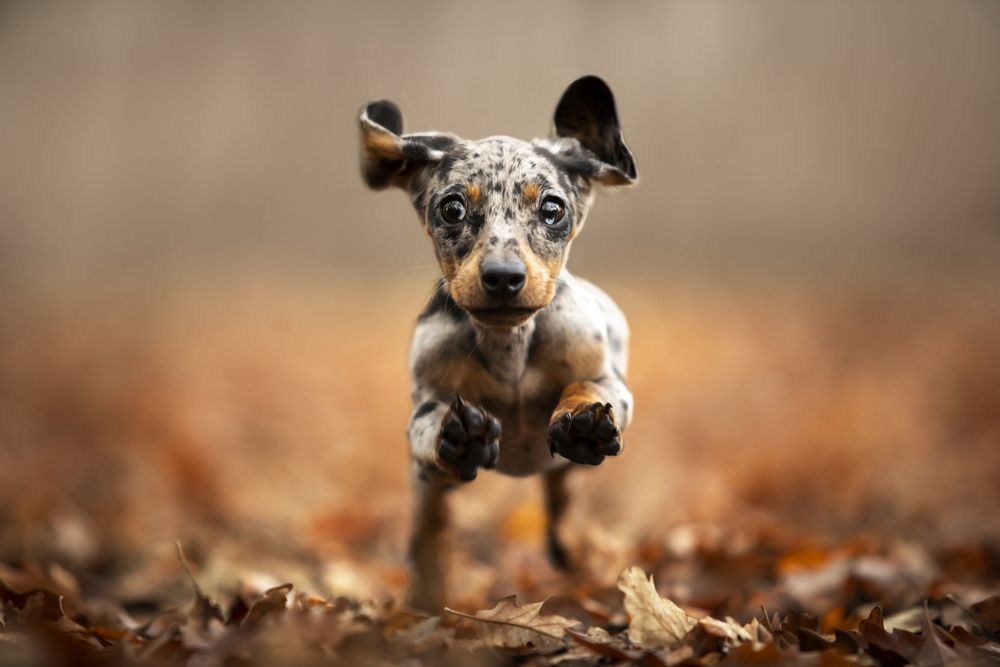 Photograph by Alessandro Grandoni