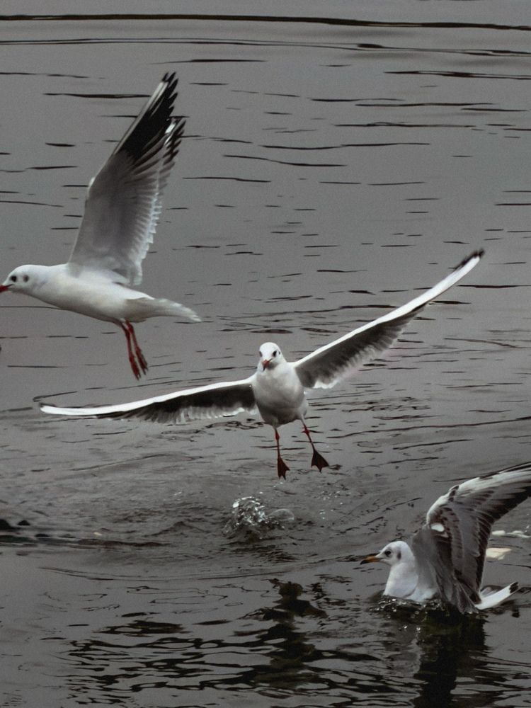 Photograph by Ксения Литвиненко