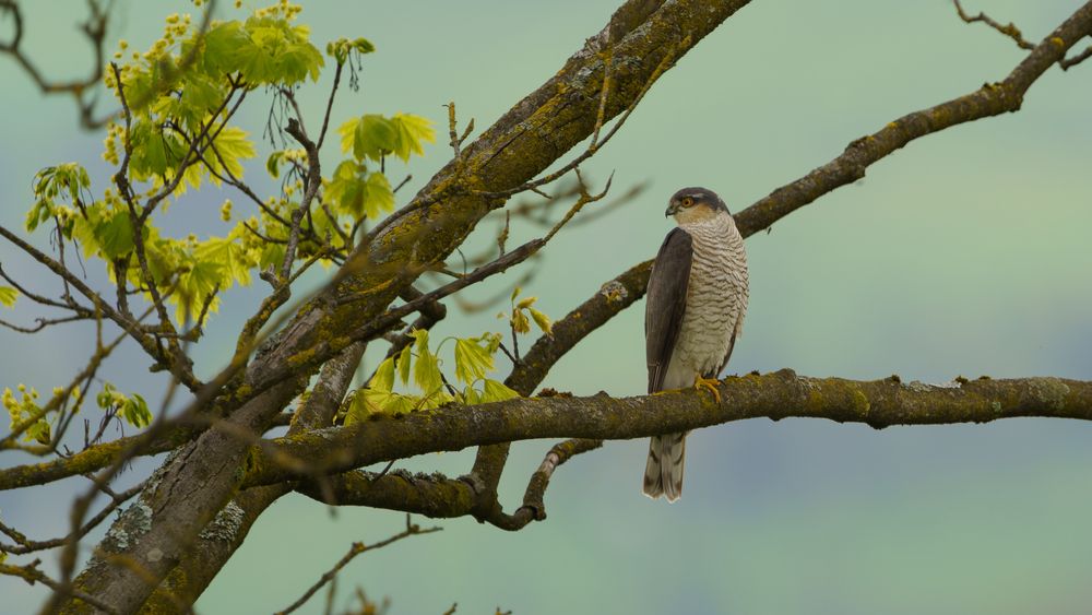 Photograph by Emanuele Zucchi