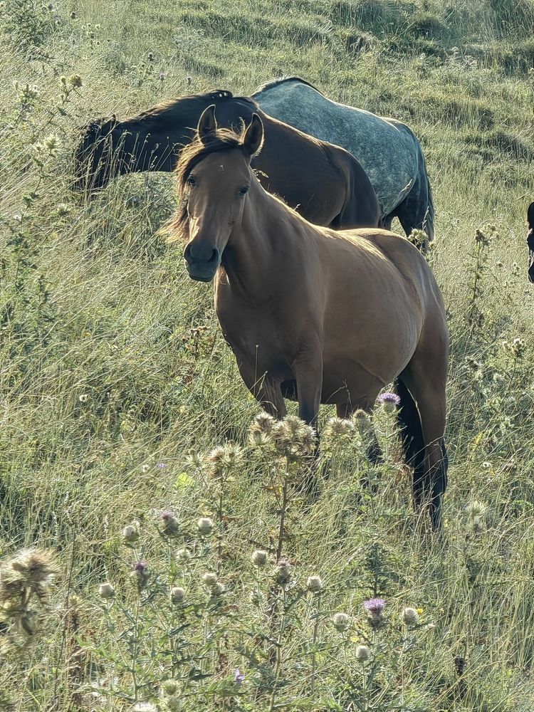 Photograph by Чкареули Светлана