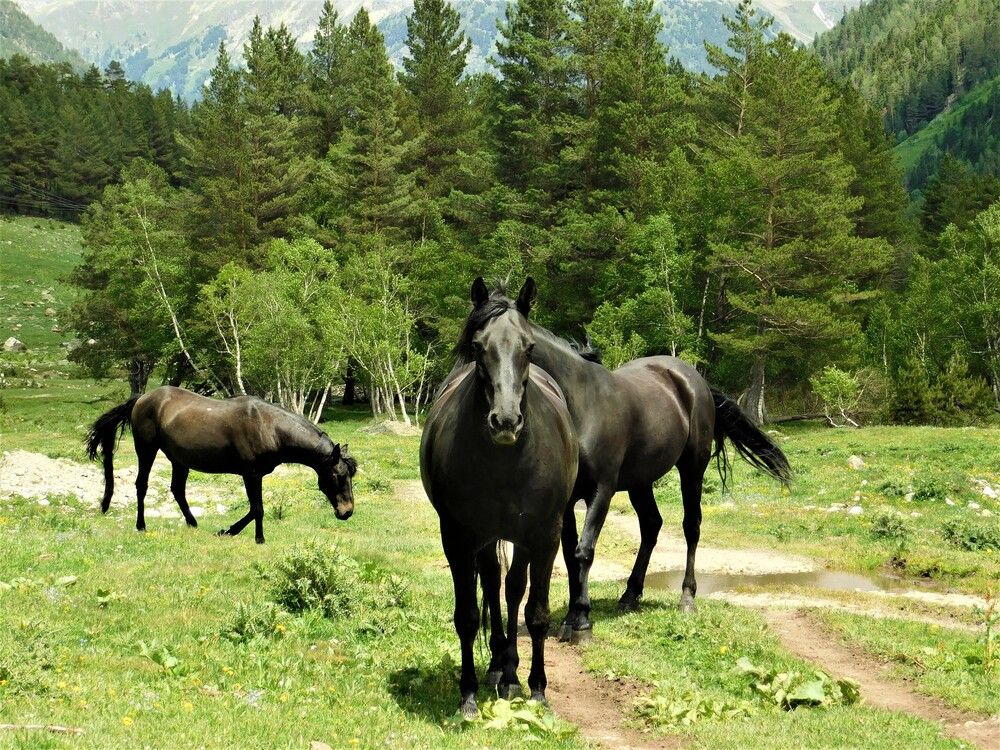 Photograph by Чкареули Светлана