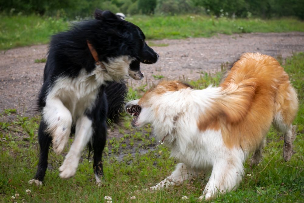 Photograph by Константин Пухов