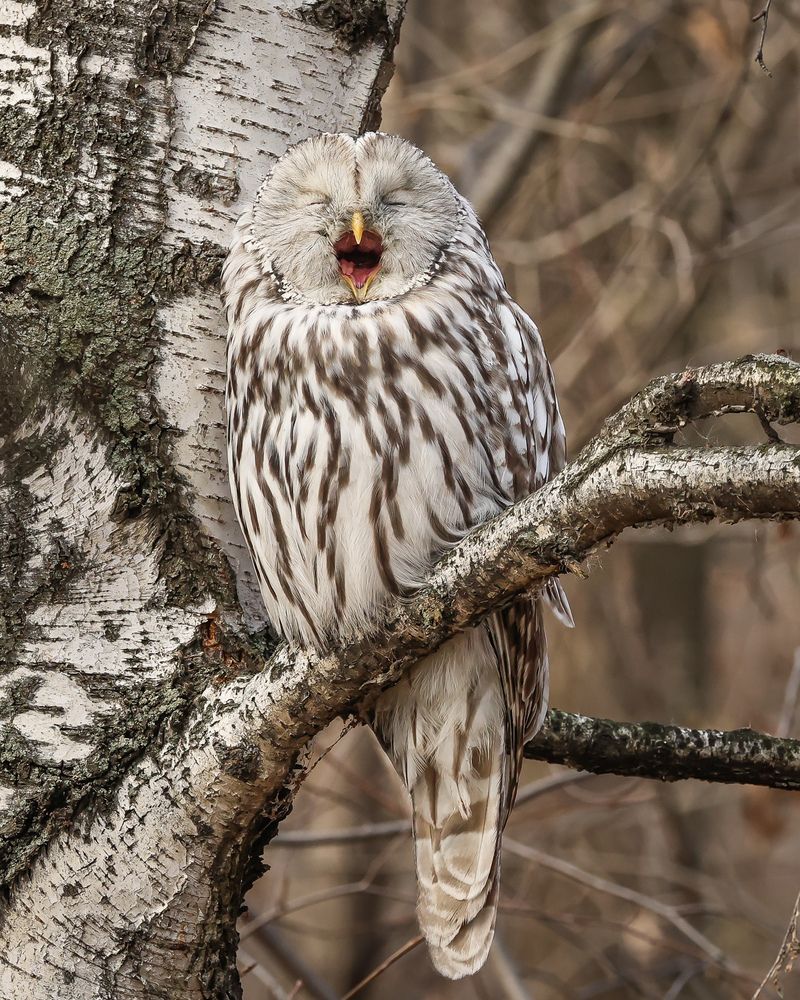 Фотография автора Суслов Дмитрий