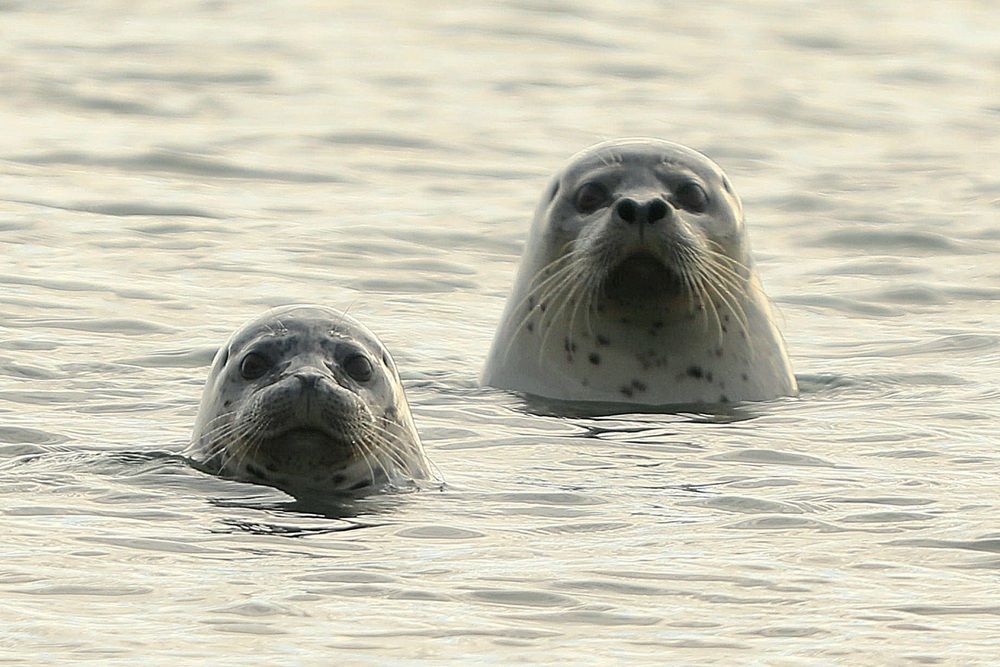 Photograph by Лариса Ким