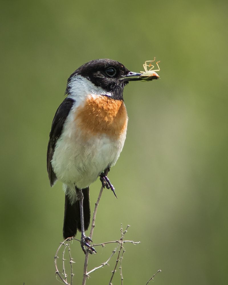 Фотография автора Суслов Дмитрий