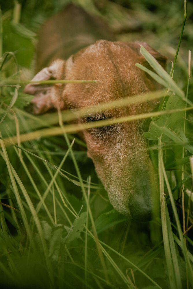 Самый лучший друг