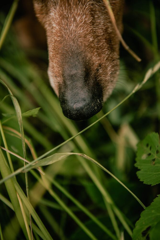 Самый лучший друг