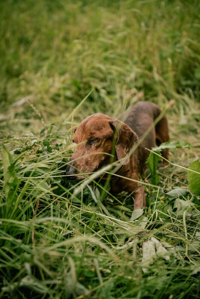 Самый лучший друг