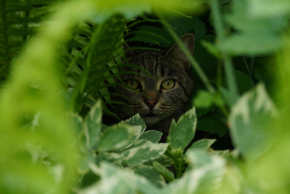 Фотография автора Полина Качанова