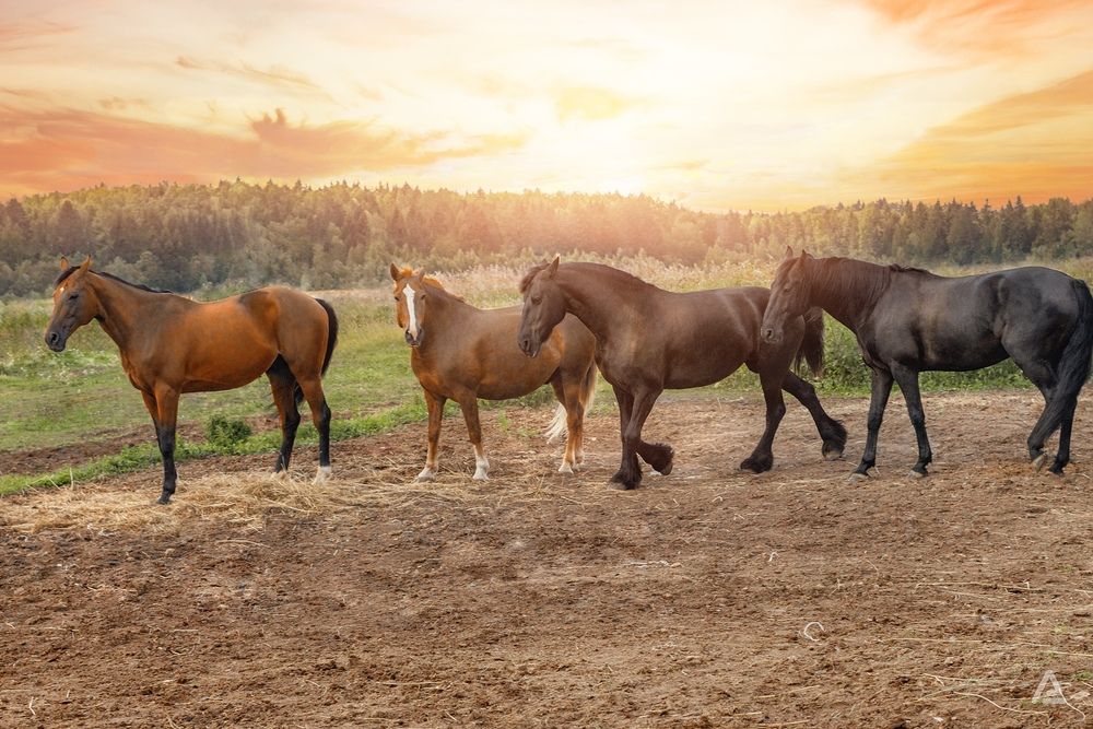 Photograph by Aleksandra Alekseeva