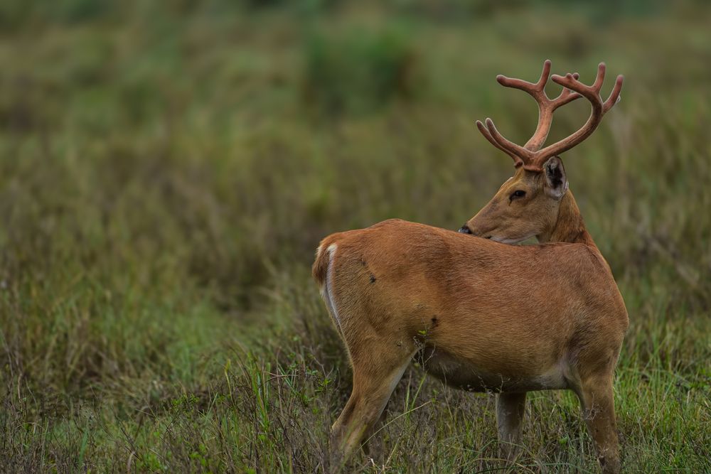 Swamp deer aka Barasingha