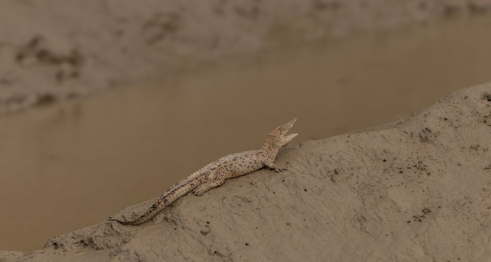 Photograph by SHIL ABHIJIT