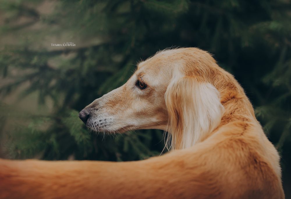 Photograph by Татьяна Кауфман