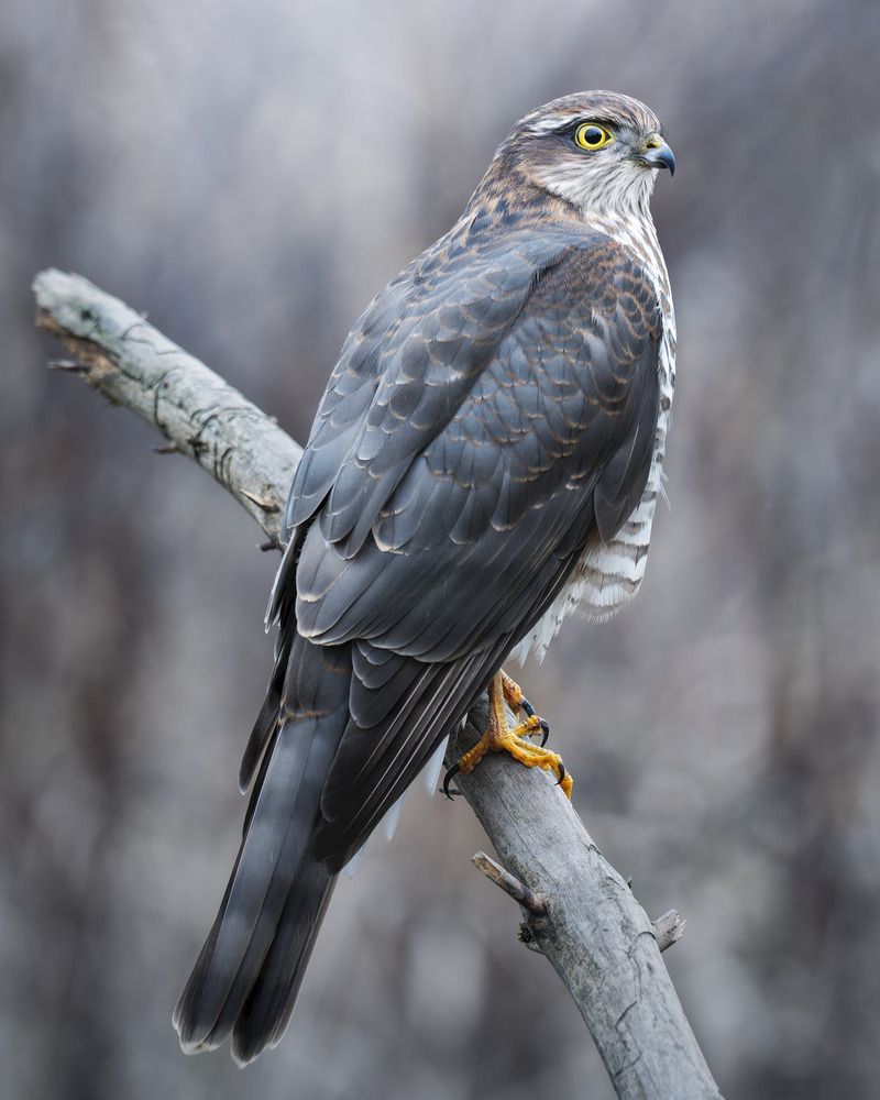 Photograph by Поляков Михаил