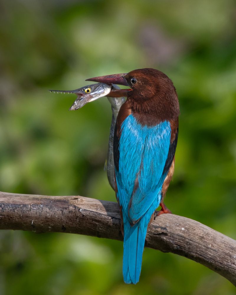 Photograph by Prabhat Ghosh