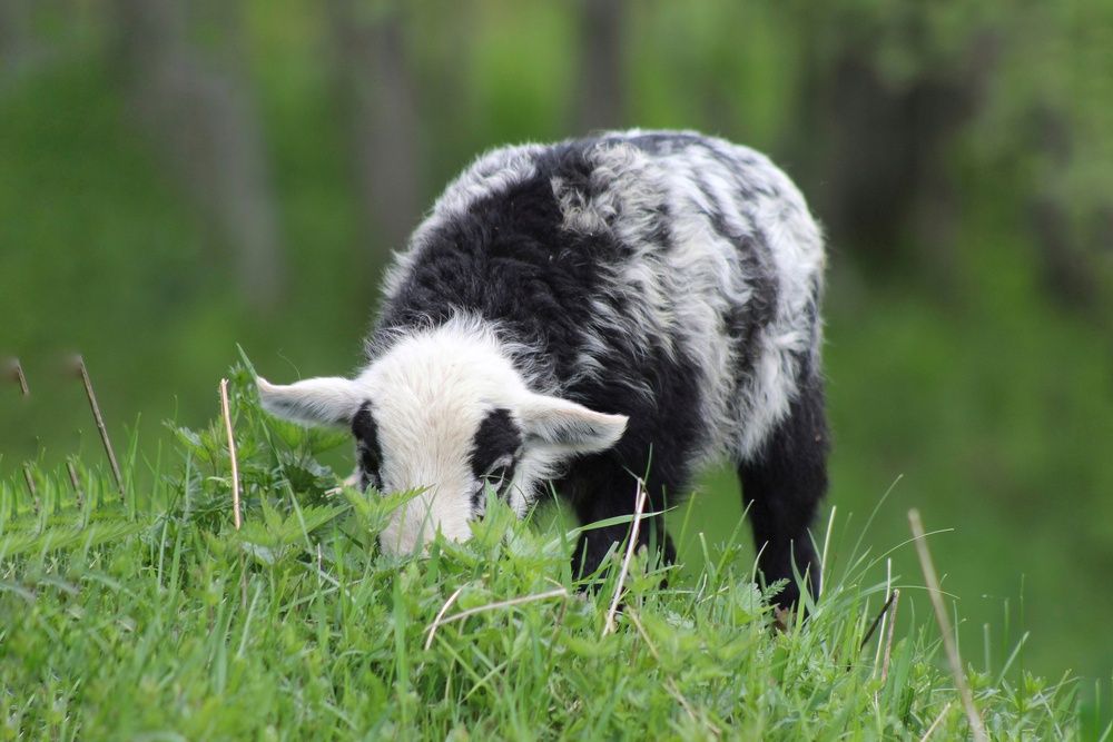 Фотография автора Тамара Караваева