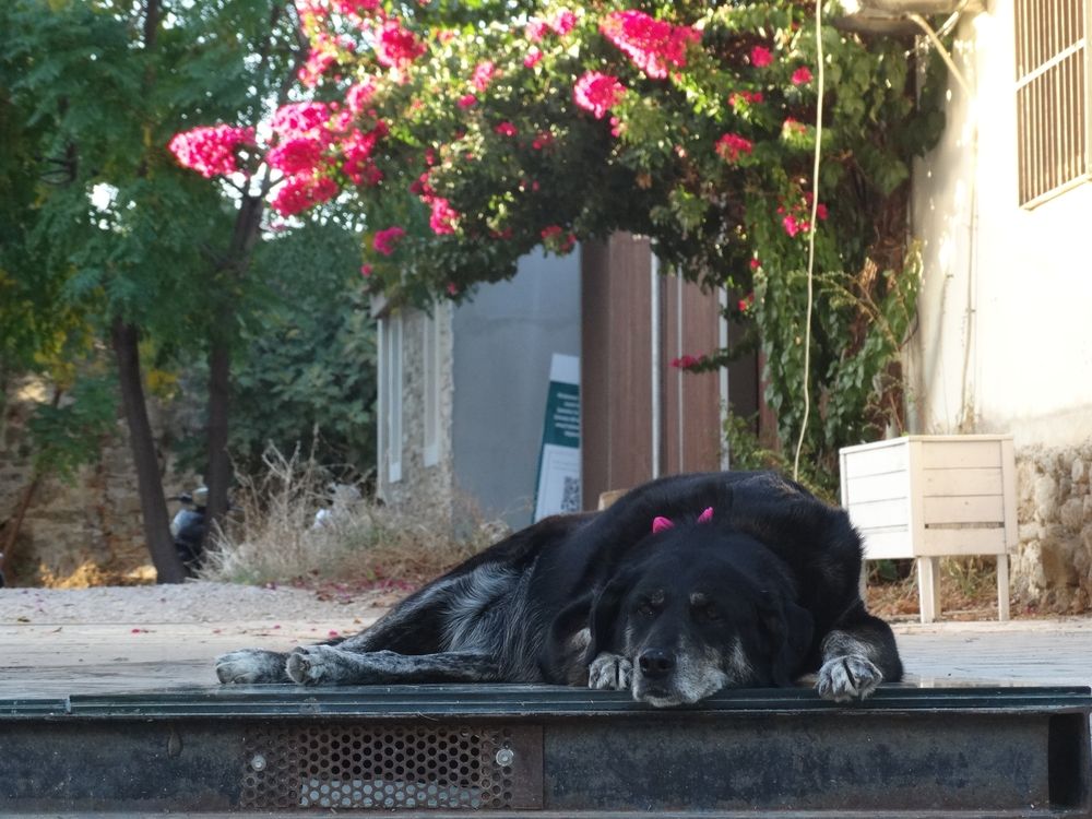 Photograph by Василь Гареев