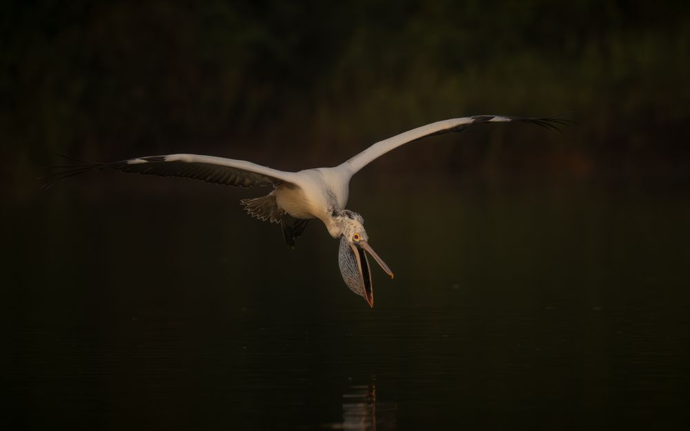 Photograph by Narayanan Iyer