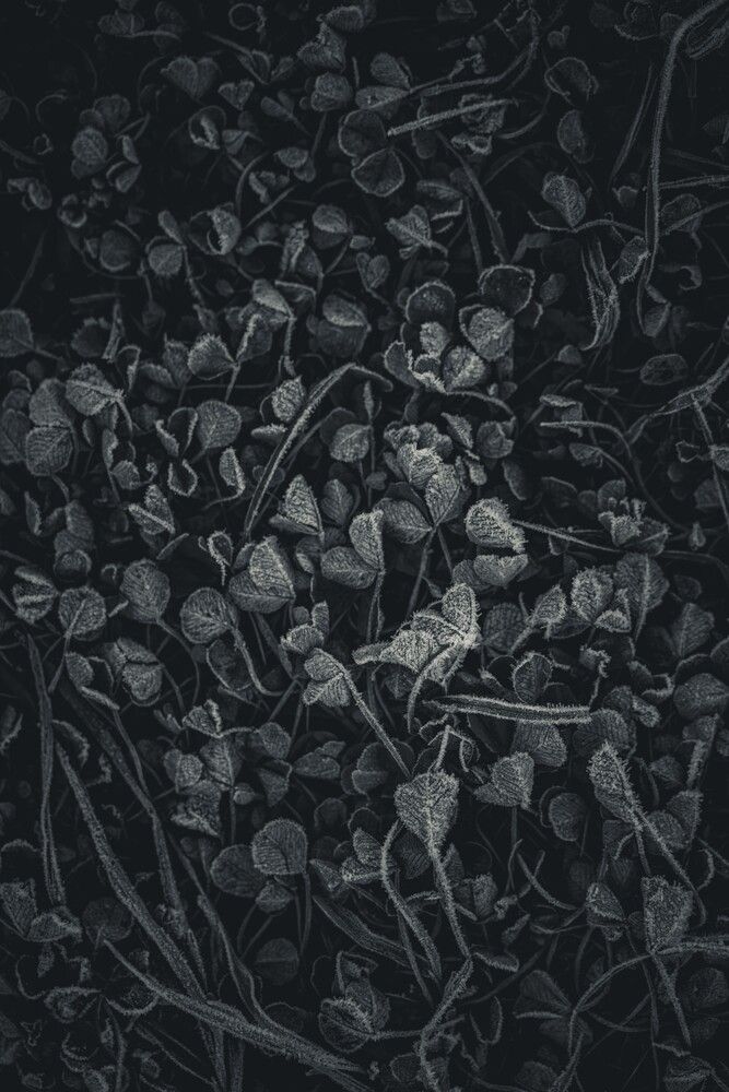 Photograph by Алексей Поликарпов