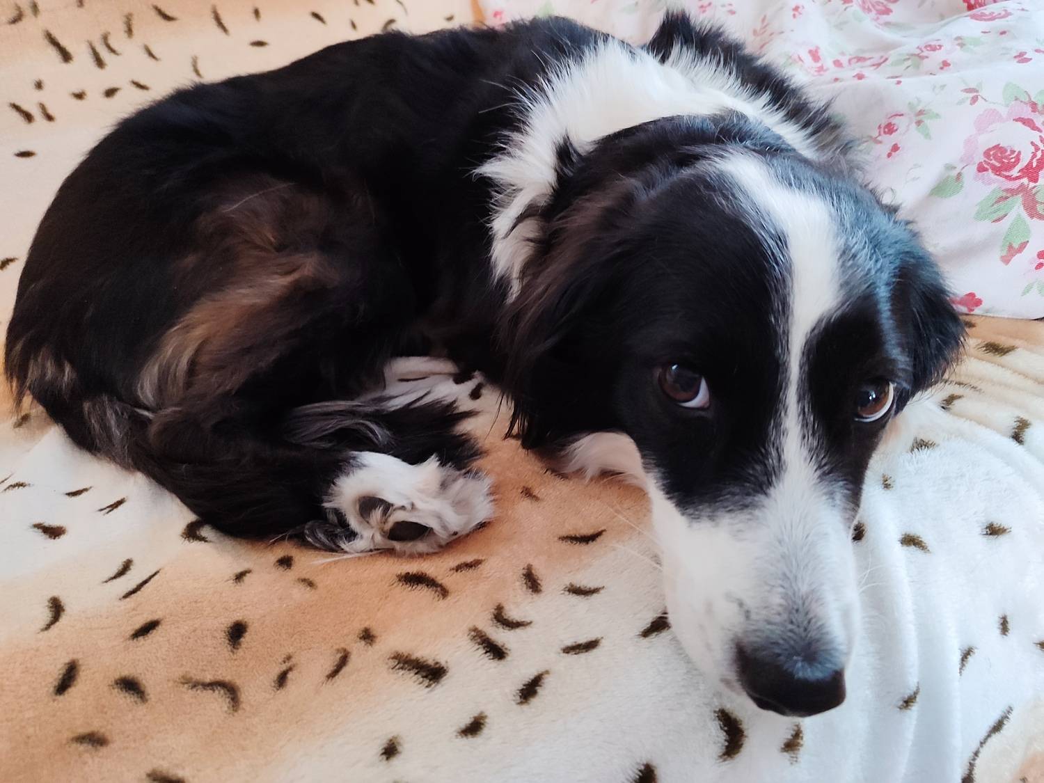 Photo #12793660