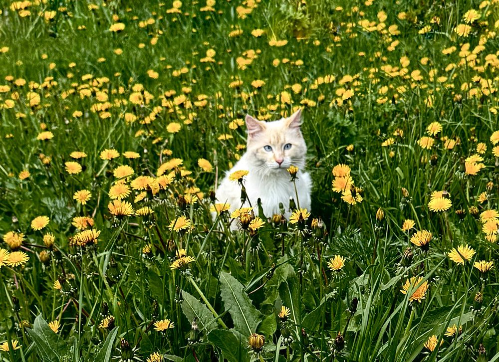 Photograph by Гуляева Светлана