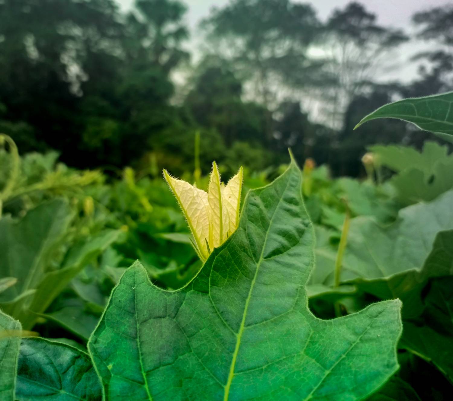 Green leave.