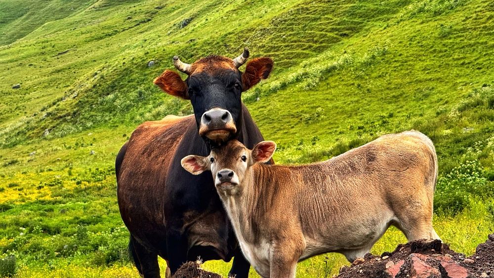 Photograph by Oksana Shchegolkova