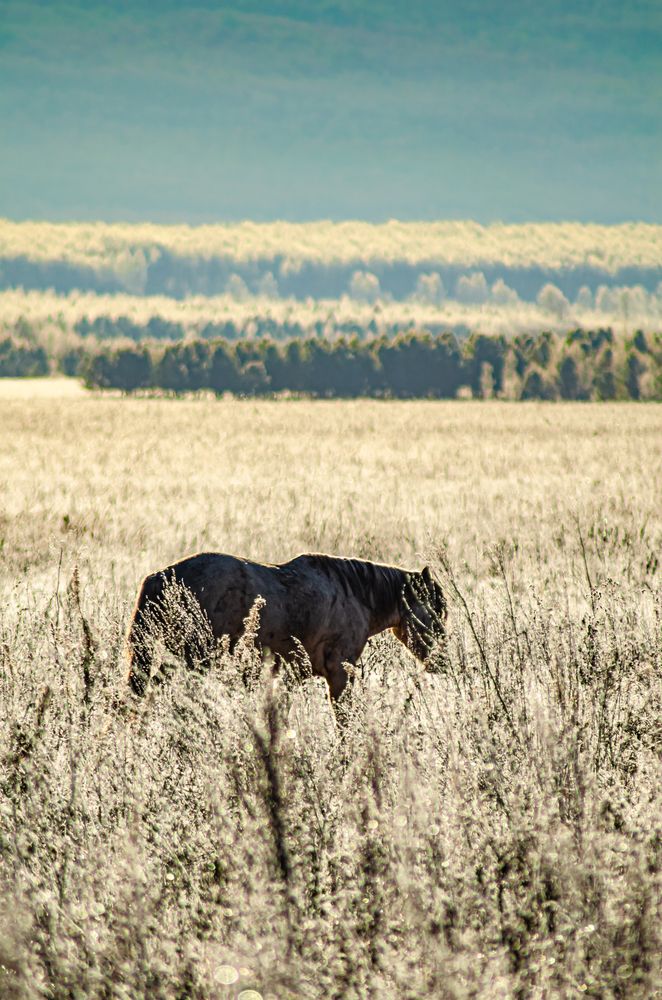 В лучах утреннего солнца