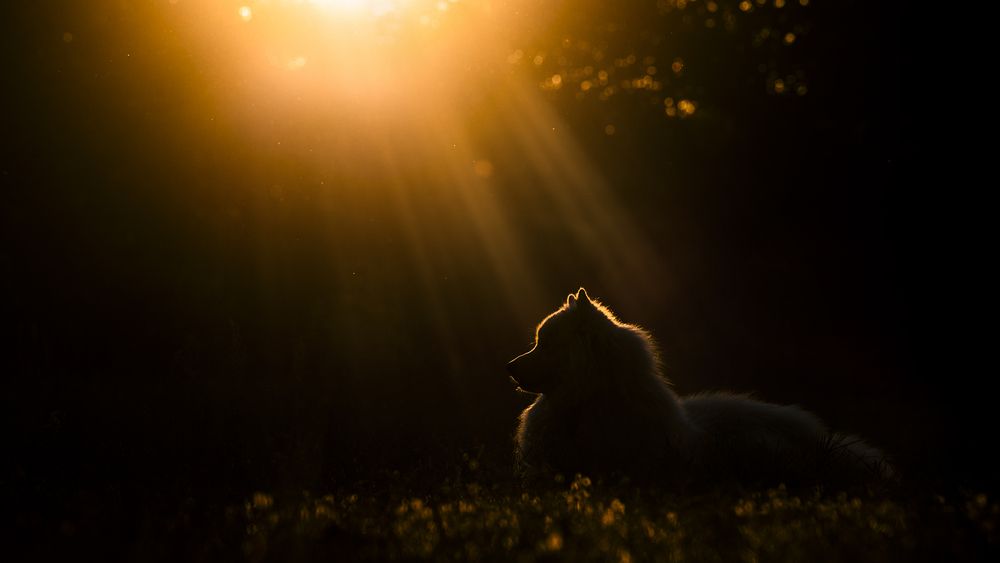 Фотография автора Ervin Horesnyik