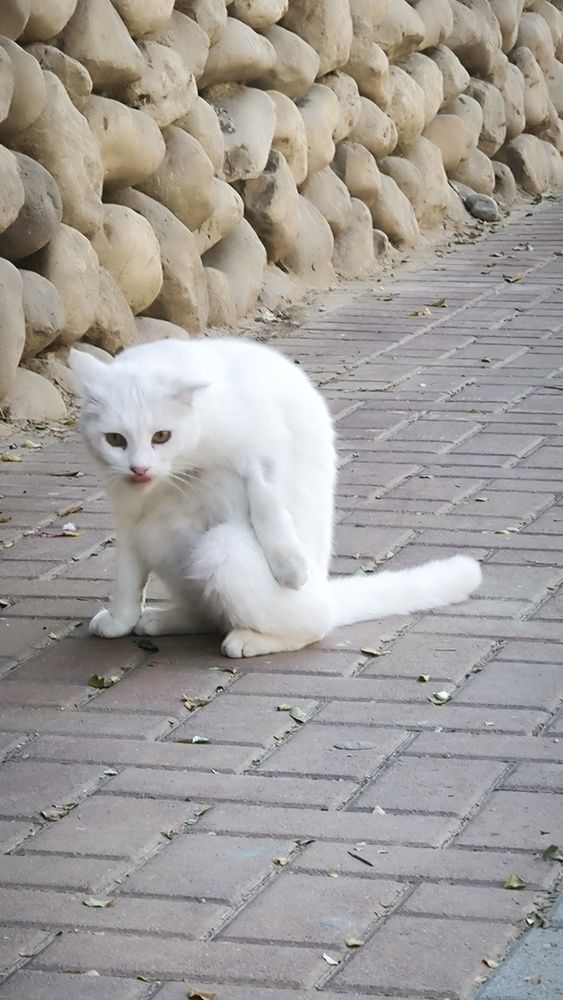 Фотография автора Nataliya Pylayeva