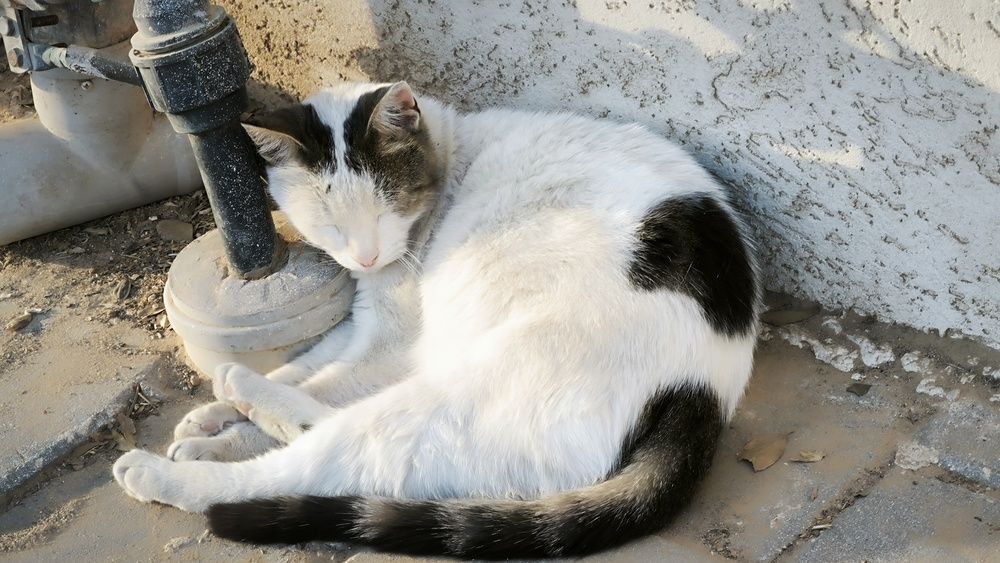 Фотография автора Nataliya Pylayeva