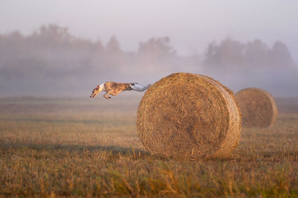 Photograph by Elena Yakuseva